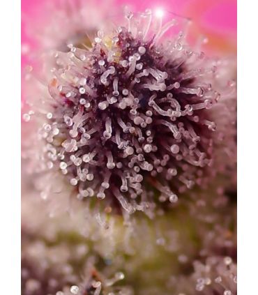 Tropicanna Poison XL Auto Sweet Seeds - Αυτόματοι Σπόροι Κάνναβης