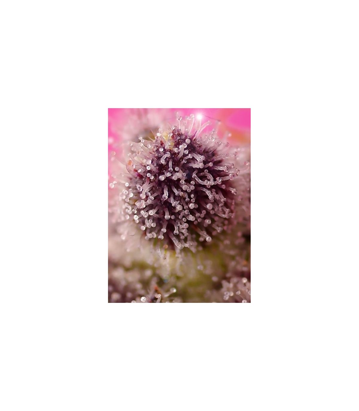 Tropicanna Poison XL Auto Sweet Seeds - Αυτόματοι Σπόροι Κάνναβης