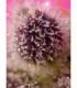 Tropicanna Poison XL Auto Sweet Seeds - Αυτόματοι Σπόροι Κάνναβης