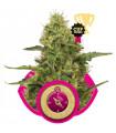 Northern Light (Royal Queen Seeds)