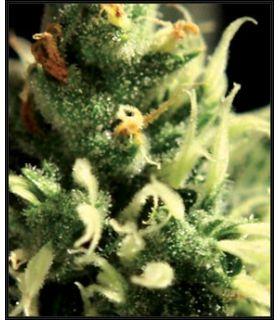 Lemon Skunk (Greenhouse Seeds)