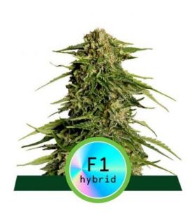 Epsilon F1 Auto απο την RQS @sporadiko.gr