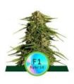 Epsilon F1 Auto (Royal Queen Seeds)