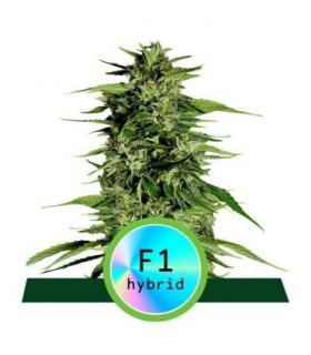 Hyperion F1 Auto απο την RQS @sporadiko.gr