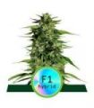 Hyperion F1 Auto (Royal Queen Seeds)