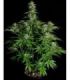 Hyperion F1 Auto (Royal Queen Seeds)