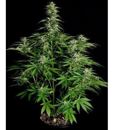 Hyperion F1 Auto (Royal Queen Seeds)