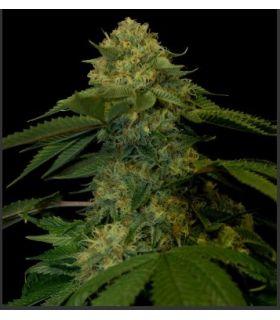 Martian Kush (DNA Genetics)