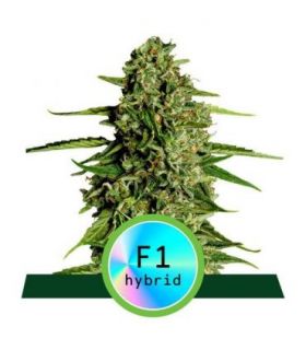 Medusa F1 Auto απο την RQS @sporadiko.gr