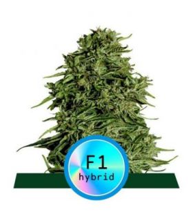 Cosmos F1 CBD Auto απο την RQS @sporadiko.gr