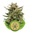 White Widow Automatic (Royal Queen Seeds)