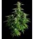 Orion F1 Auto (Royal Queen Seeds)