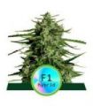 Titan F1 Auto (Royal Queen Seeds)