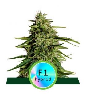 Milky Way F1 Auto απο την RQS @sporadiko.gr