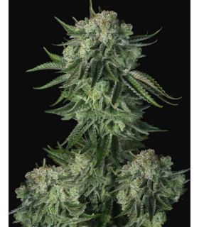 Moby Dick Auto by FastBuds @sporadiko.gr