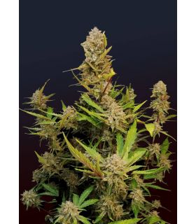 Apricot Auto by FastBuds @sporadiko.gr