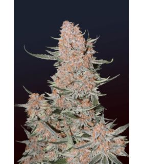 Ztrawberriez Auto by FastBuds @sporadiko.gr