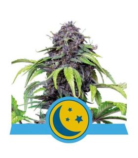 Purplematic CBD by Royal Queen Seeds @sporadiko.gr