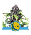 Purplematic CBD Auto (Royal Queen Seeds)