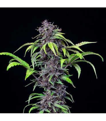 Purplematic CBD by Royal Queen Seeds @sporadiko.gr