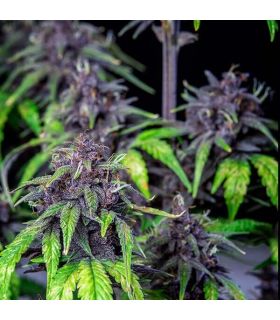 Purplematic CBD by Royal Queen Seeds @sporadiko.gr