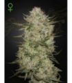 Highcloudz Auto (Greenhouse Seeds)
