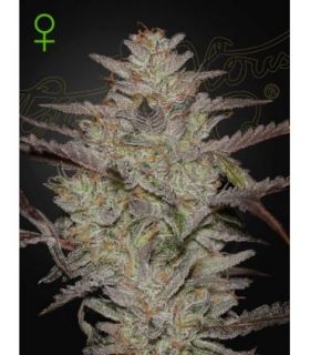 Alienz Auto (Greenhouse Seeds)