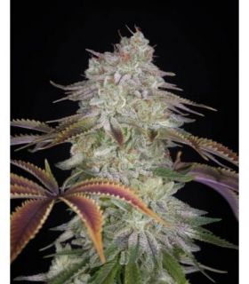 σπόροι κάνναβης Alienz by GreenHouse Seeds @sporadiko.gr