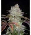 AlienZ (Greenhouse Seeds)