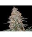 HighCloudZ (Greenhouse Seeds)