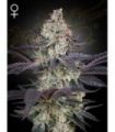 Ztrawberry (Greenhouse Seeds)