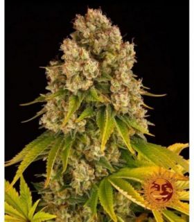 σπόροι κάνναβης Cheese Auto απο Barney's Farm @sporadiko.gr