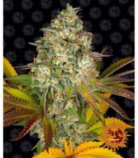 σπόροι κάνναβης Cookies Kush Auto απο Barney's Farm @sporadiko.gr