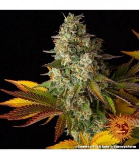 Cookies Kush Auto (Barney's Farm)