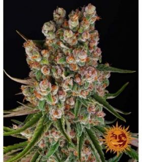 σπόροι κάνναβης GMO Auto απο Barney's Farm @sporadiko.gr