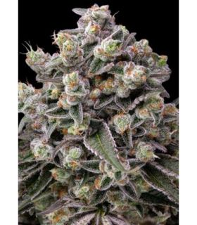 σπόροι κάνναβης OG Kush απο Barney's Farm @sporadiko.gr