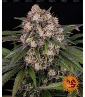 σπόροι κάνναβης OG Kush Auto απο Barney's Farm @sporadiko.gr