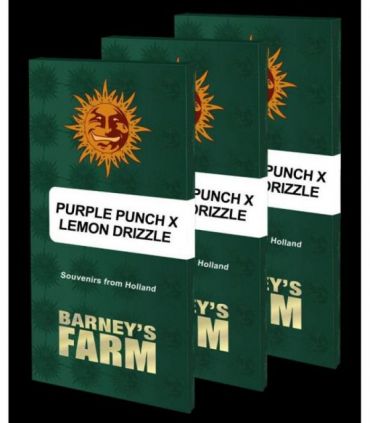 σπόροι κάνναβης Purple Punch x Lemon Drizzle απο Barney's Farm @sporadiko.gr