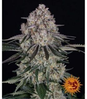 σπόροι κάνναβης Sour Diesel Auto απο Barney's Farm @sporadiko.gr