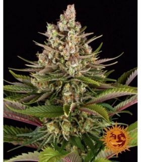 σπόροι κάνναβης Sour Strawberry απο Barney's Farm @sporadiko.gr