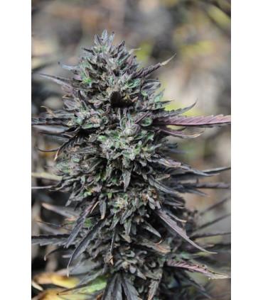 Purple Trainwreck (Humboldt Seeds)