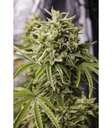 Bubba Kush Auto (Humboldt Seeds)