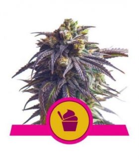 Sundae Driver (Royal Queen Seeds)