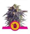 Sundae Driver (Royal Queen Seeds)