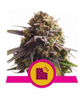 Biscotti (Royal Queen Seeds)