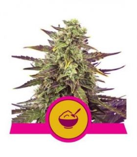 Cereal Milk (Royal Queen Seeds)