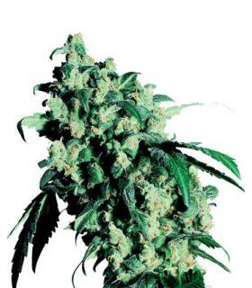 Super Skunk (Sensi Seeds)