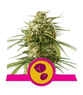 Gushers (Royal Queen Seeds)