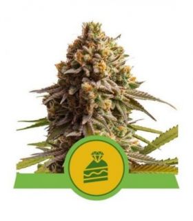 Wedding Cake Auto (Royal Queen Seeds)