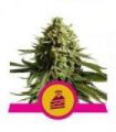 Wedding Cake (Royal Queen Seeds)